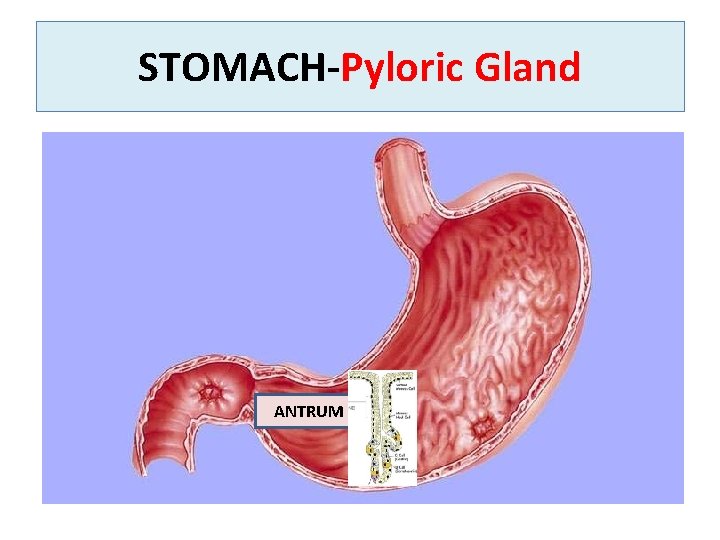 STOMACH Pyloric Gland ANTRUM 