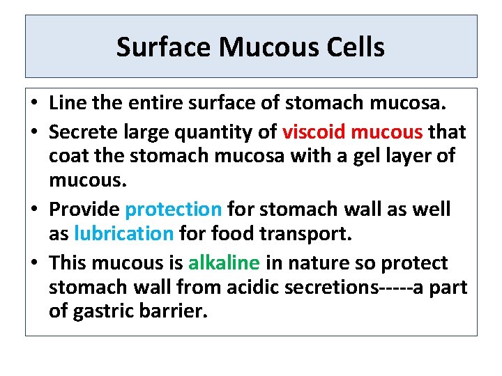 Surface Mucous Cells • Line the entire surface of stomach mucosa. • Secrete large