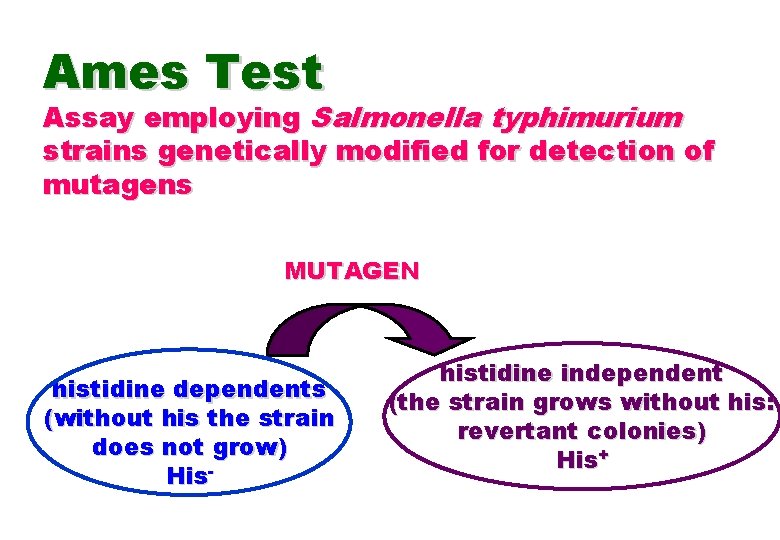 Ames Test Assay employing Salmonella typhimurium strains genetically modified for detection of mutagens MUTAGEN