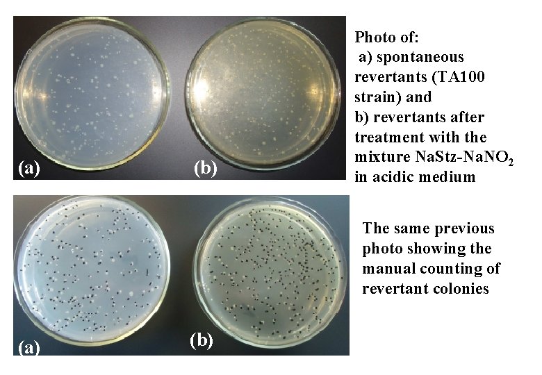 (a) (b) Photo of: a) spontaneous revertants (TA 100 strain) and b) revertants after