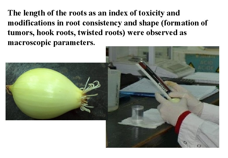 The length of the roots as an index of toxicity and modifications in root