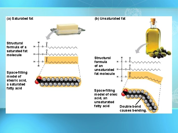 (a) Saturated fat Structural formula of a saturated fat molecule Space-filling model of stearic (a) Saturated fat Structural formula of a saturated fat molecule Space-filling model of stearic
