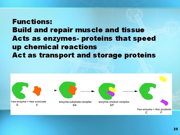 Functions: Build and repair muscle and tissue Acts as enzymes- proteins that speed up Functions: Build and repair muscle and tissue Acts as enzymes- proteins that speed up