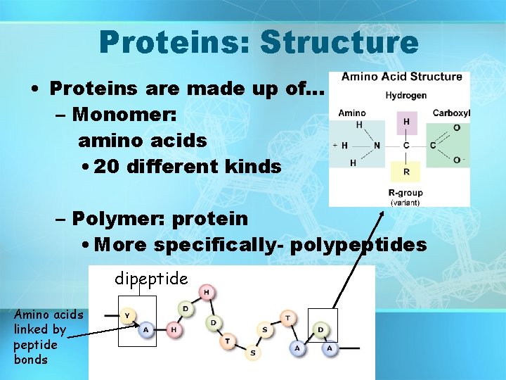 Proteins: Structure • Proteins are made up of… – Monomer: amino acids • 20 Proteins: Structure • Proteins are made up of… – Monomer: amino acids • 20