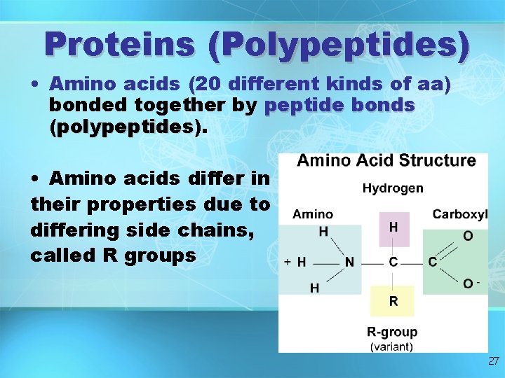Proteins (Polypeptides) • Amino acids (20 different kinds of aa) bonded together by peptide Proteins (Polypeptides) • Amino acids (20 different kinds of aa) bonded together by peptide