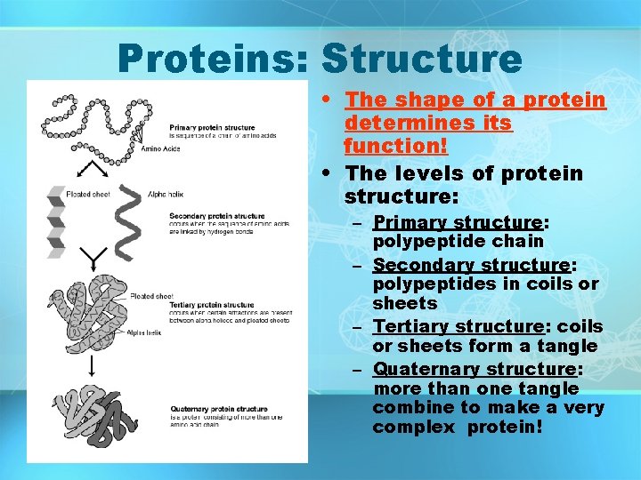 Proteins: Structure • The shape of a protein determines its function! • The levels Proteins: Structure • The shape of a protein determines its function! • The levels