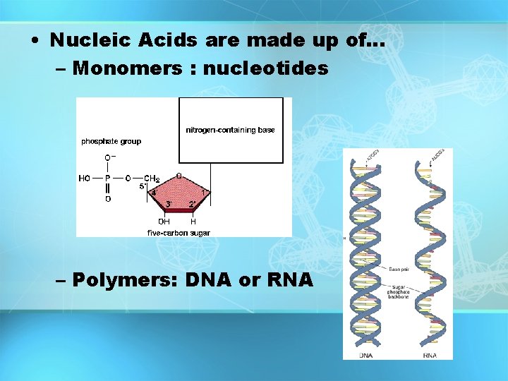 • Nucleic Acids are made up of… – Monomers : nucleotides – Polymers: • Nucleic Acids are made up of… – Monomers : nucleotides – Polymers: