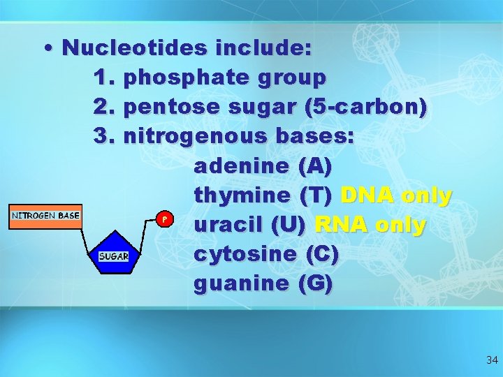 • Nucleotides include: 1. phosphate group 2. pentose sugar (5 -carbon) 3. nitrogenous • Nucleotides include: 1. phosphate group 2. pentose sugar (5 -carbon) 3. nitrogenous