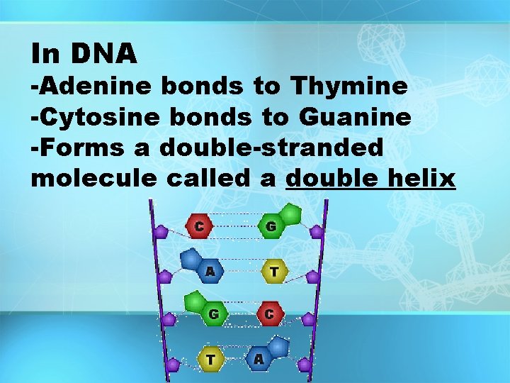 In DNA -Adenine bonds to Thymine -Cytosine bonds to Guanine -Forms a double-stranded molecule In DNA -Adenine bonds to Thymine -Cytosine bonds to Guanine -Forms a double-stranded molecule