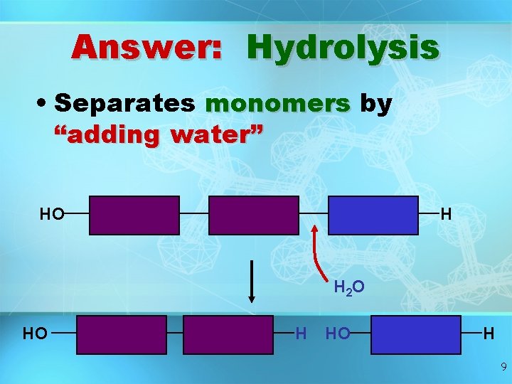 Answer: Hydrolysis • Separates monomers by “adding water” HO H H 2 O HO Answer: Hydrolysis • Separates monomers by “adding water” HO H H 2 O HO