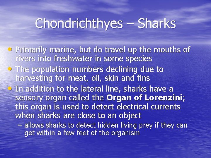 Chondrichthyes – Sharks • Primarily marine, but do travel up the mouths of • Chondrichthyes – Sharks • Primarily marine, but do travel up the mouths of •