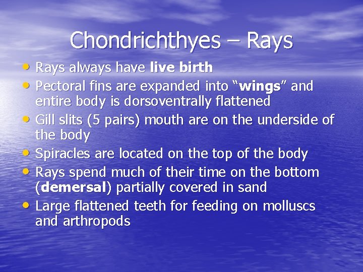 Chondrichthyes – Rays • Rays always have live birth • Pectoral fins are expanded Chondrichthyes – Rays • Rays always have live birth • Pectoral fins are expanded