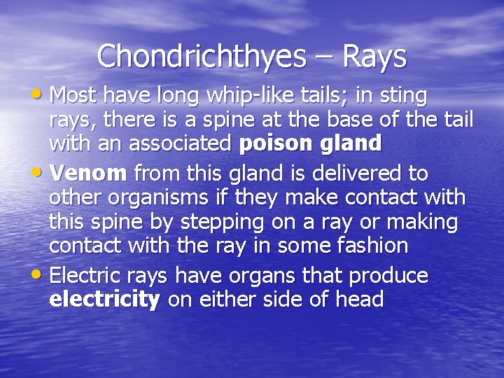 Chondrichthyes – Rays • Most have long whip-like tails; in sting rays, there is Chondrichthyes – Rays • Most have long whip-like tails; in sting rays, there is