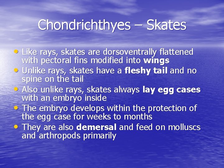 Chondrichthyes – Skates • Like rays, skates are dorsoventrally flattened • • with pectoral Chondrichthyes – Skates • Like rays, skates are dorsoventrally flattened • • with pectoral