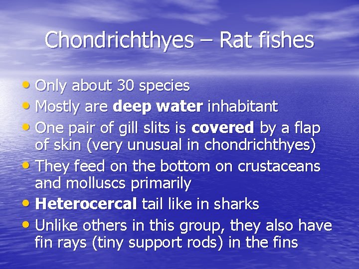 Chondrichthyes – Rat fishes • Only about 30 species • Mostly are deep water Chondrichthyes – Rat fishes • Only about 30 species • Mostly are deep water