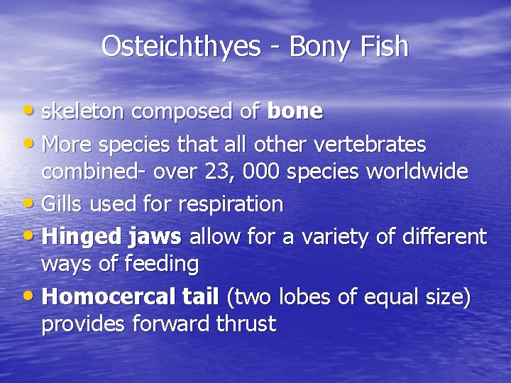 Osteichthyes - Bony Fish • skeleton composed of bone • More species that all Osteichthyes - Bony Fish • skeleton composed of bone • More species that all