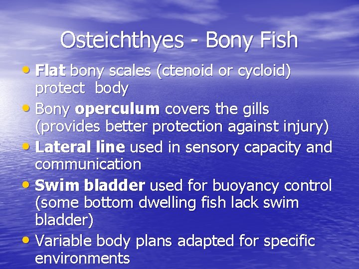 Osteichthyes - Bony Fish • Flat bony scales (ctenoid or cycloid) protect body • Osteichthyes - Bony Fish • Flat bony scales (ctenoid or cycloid) protect body •