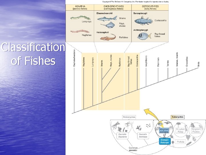 Classification of Fishes Classification of Fishes