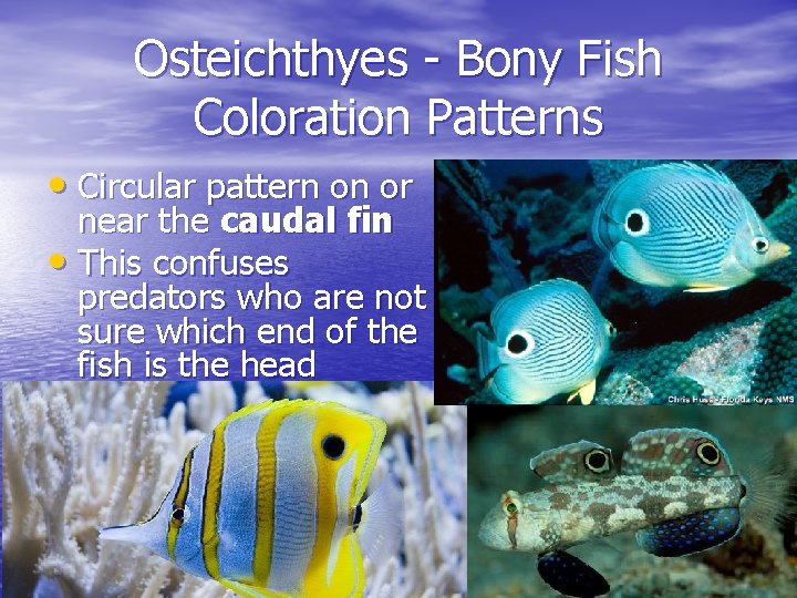 Osteichthyes - Bony Fish Coloration Patterns • Circular pattern on or near the caudal Osteichthyes - Bony Fish Coloration Patterns • Circular pattern on or near the caudal