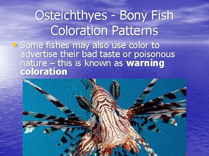 Osteichthyes - Bony Fish Coloration Patterns • Some fishes may also use color to Osteichthyes - Bony Fish Coloration Patterns • Some fishes may also use color to