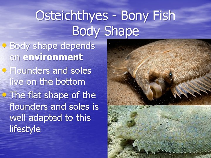 Osteichthyes - Bony Fish Body Shape • Body shape depends on environment • Flounders Osteichthyes - Bony Fish Body Shape • Body shape depends on environment • Flounders