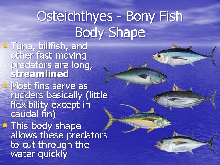 Osteichthyes - Bony Fish Body Shape • Tuna, billfish, and other fast moving predators Osteichthyes - Bony Fish Body Shape • Tuna, billfish, and other fast moving predators
