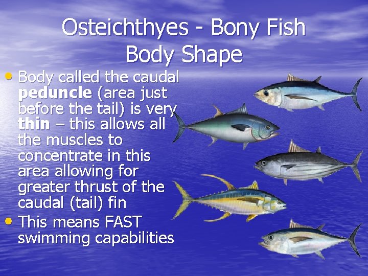 Osteichthyes - Bony Fish Body Shape • Body called the caudal peduncle (area just Osteichthyes - Bony Fish Body Shape • Body called the caudal peduncle (area just