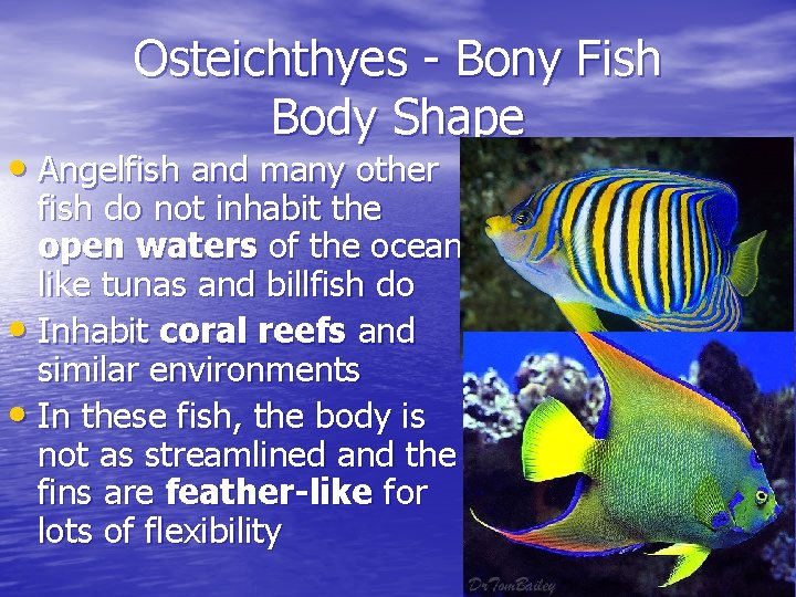 Osteichthyes - Bony Fish Body Shape • Angelfish and many other fish do not Osteichthyes - Bony Fish Body Shape • Angelfish and many other fish do not