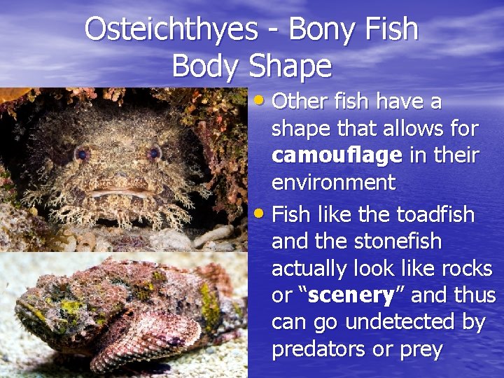 Osteichthyes - Bony Fish Body Shape • Other fish have a shape that allows Osteichthyes - Bony Fish Body Shape • Other fish have a shape that allows
