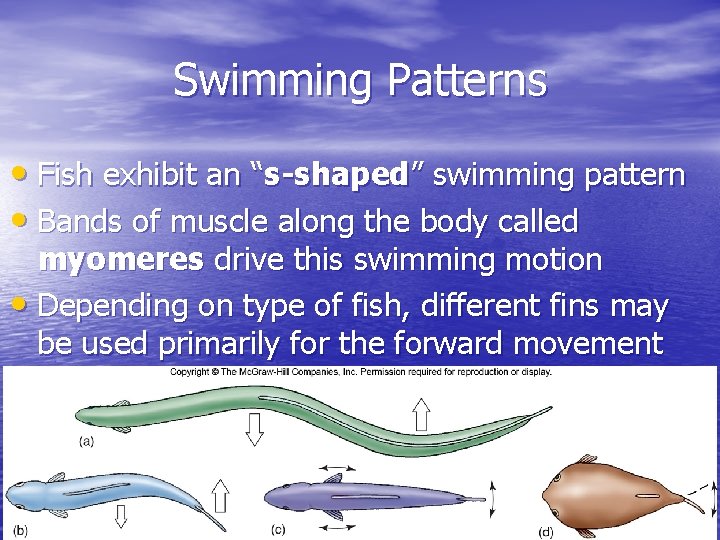 Swimming Patterns • Fish exhibit an “s-shaped” swimming pattern • Bands of muscle along Swimming Patterns • Fish exhibit an “s-shaped” swimming pattern • Bands of muscle along