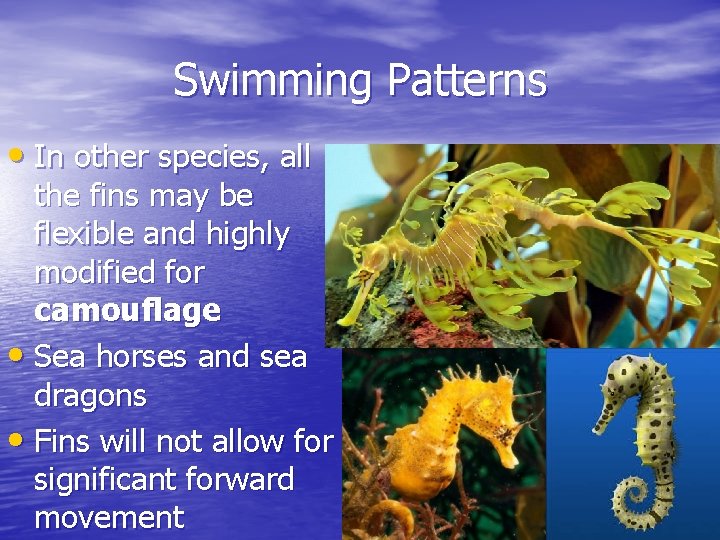 Swimming Patterns • In other species, all the fins may be flexible and highly Swimming Patterns • In other species, all the fins may be flexible and highly