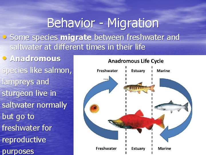 Behavior - Migration • Some species migrate between freshwater and saltwater at different times Behavior - Migration • Some species migrate between freshwater and saltwater at different times