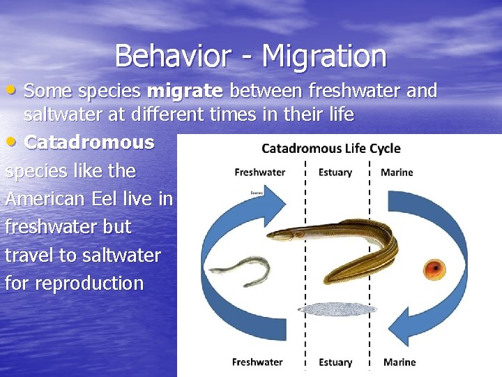Behavior - Migration • Some species migrate between freshwater and saltwater at different times Behavior - Migration • Some species migrate between freshwater and saltwater at different times