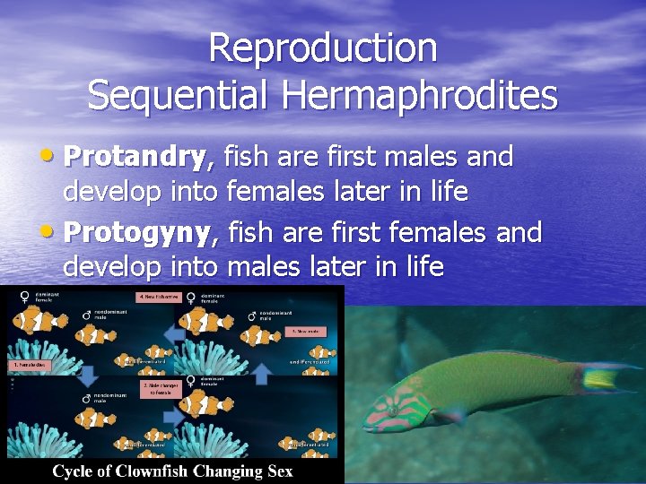 Reproduction Sequential Hermaphrodites • Protandry, fish are first males and develop into females later Reproduction Sequential Hermaphrodites • Protandry, fish are first males and develop into females later