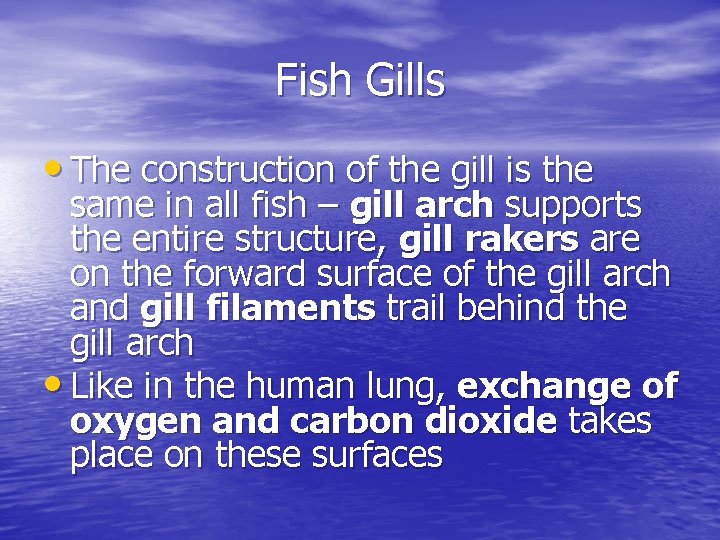 Fish Gills • The construction of the gill is the same in all fish Fish Gills • The construction of the gill is the same in all fish