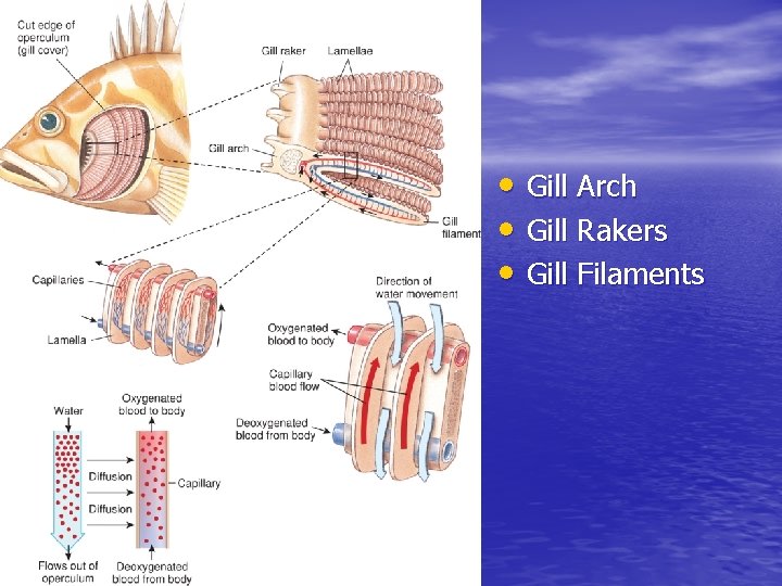 • Gill Arch • Gill Rakers • Gill Filaments • Gill Arch • Gill Rakers • Gill Filaments
