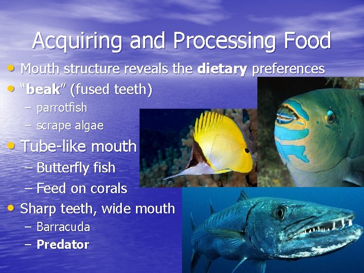 Acquiring and Processing Food • Mouth structure reveals the dietary preferences • “beak” (fused Acquiring and Processing Food • Mouth structure reveals the dietary preferences • “beak” (fused
