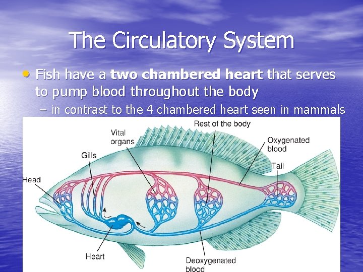 The Circulatory System • Fish have a two chambered heart that serves to pump The Circulatory System • Fish have a two chambered heart that serves to pump