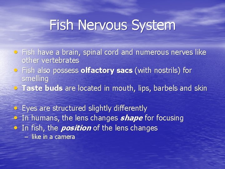 Fish Nervous System • Fish have a brain, spinal cord and numerous nerves like Fish Nervous System • Fish have a brain, spinal cord and numerous nerves like