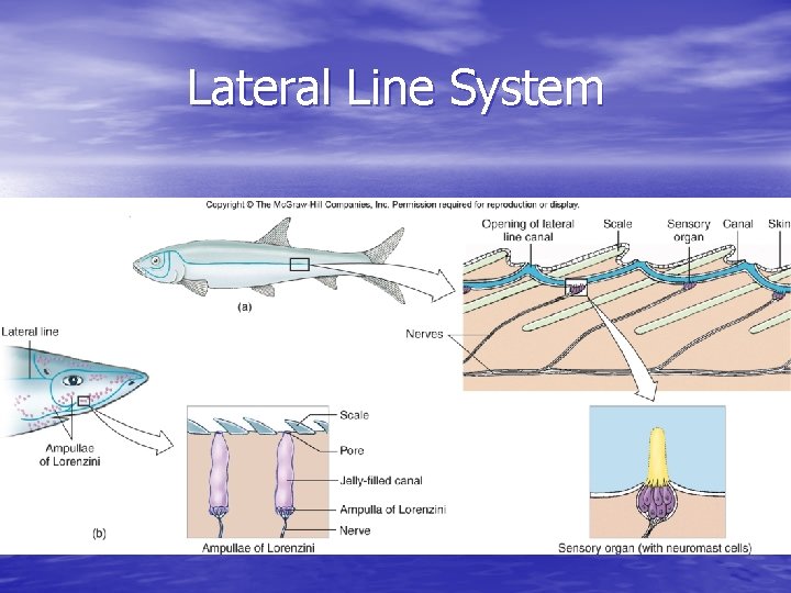 Lateral Line System Lateral Line System