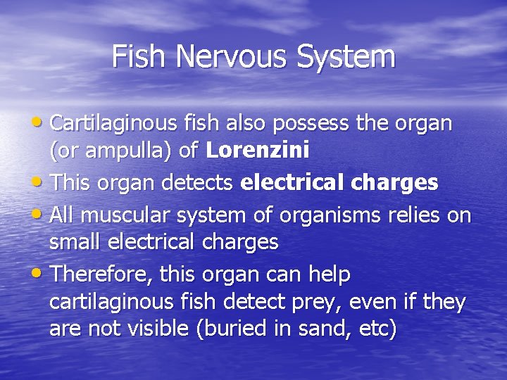 Fish Nervous System • Cartilaginous fish also possess the organ (or ampulla) of Lorenzini Fish Nervous System • Cartilaginous fish also possess the organ (or ampulla) of Lorenzini