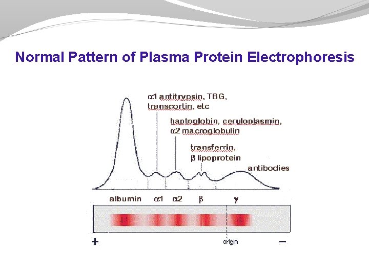 Normal Pattern of Plasma Protein Electrophoresis Normal Pattern of Plasma Protein Electrophoresis
