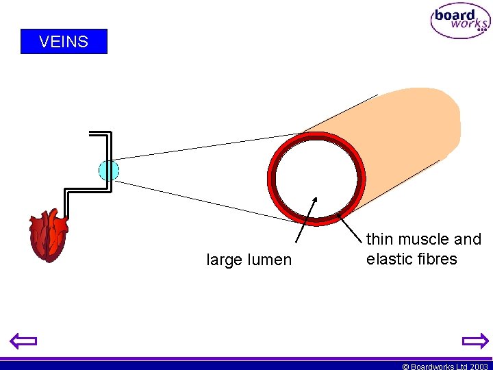 VEINS large lumen thin muscle and elastic fibres © Boardworks Ltd 2003 