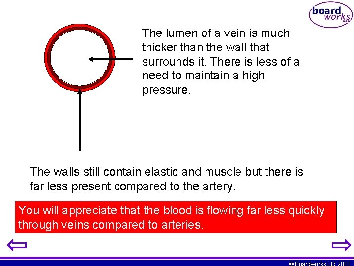 The lumen of a vein is much thicker than the wall that surrounds it.