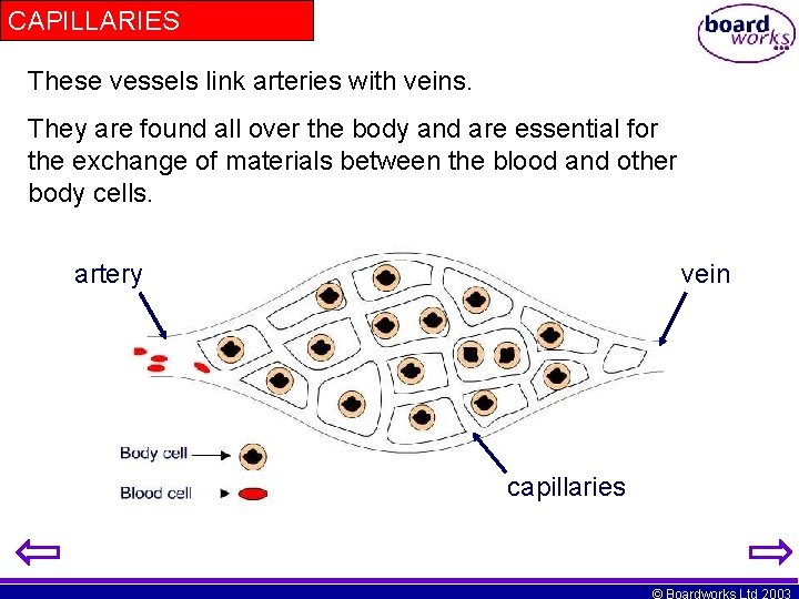 CAPILLARIES These vessels link arteries with veins. They are found all over the body