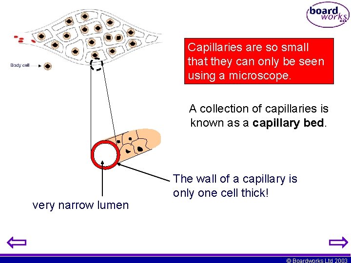 Capillaries are so small that they can only be seen using a microscope. A