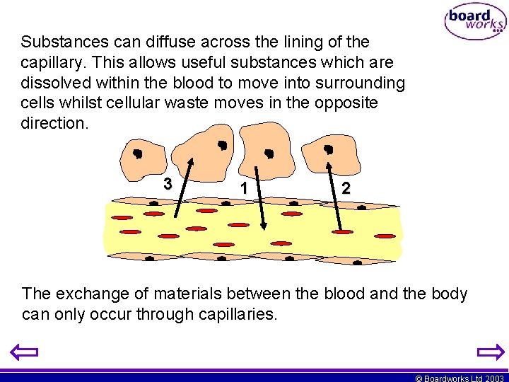 Substances can diffuse across the lining of the capillary. This allows useful substances which