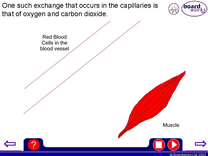 One such exchange that occurs in the capillaries is that of oxygen and carbon