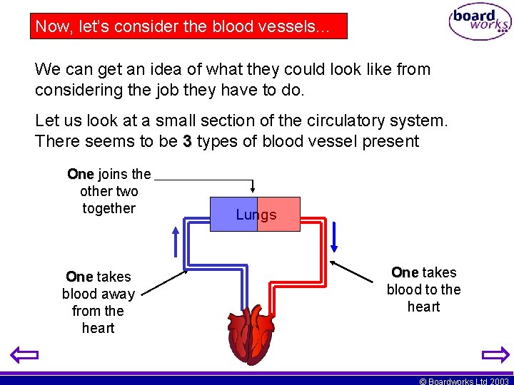 Now, let’s consider the blood vessels. . . We can get an idea of