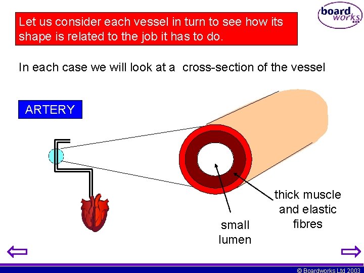 Let us consider each vessel in turn to see how its shape is related